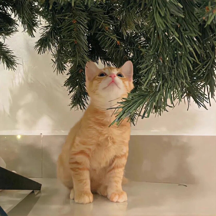 叮铛猫日本代购