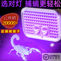 Ivank scorpion lamp Scorpion lamp Scorpion lamp Scorpion outdoor purple special lamp Rechargeable super bright headlamp Head-mounted