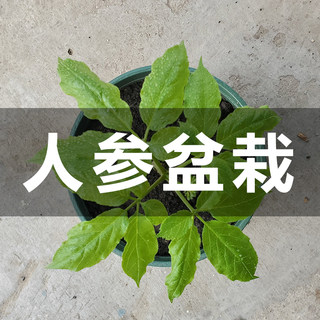 Live ginseng seedlings Changbai Mountain potted plant growing indoors