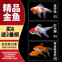 [5-7 см] 8 бутик-золотой рыбки будут отправлены 2 для подготовки потери модели