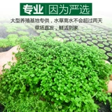 Рыба аквариума водные трава растит настоящая трава живая тело, кислород, негативная пресноводная трава новичка ленивая вода баньянская ландшафтная ландшафт