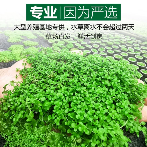 Рыба аквариума водные трава растит настоящая трава живая тело, кислород, негативная пресноводная трава новичка ленивая вода баньянская ландшафтная ландшафт