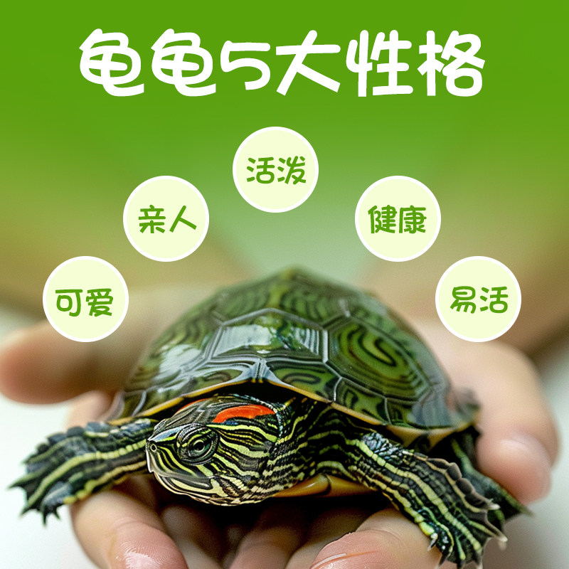 25年最新推荐:巴西龟红耳小乌龟龟苗活物,适合情侣家养的观赏宠物小龟苗-龟-淘宝好物网