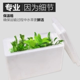 Рыбанка аквариума водные травы растительные ландшафтные блюда еда настоящая рыба