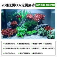 【20 деревьев】 Нет CO2, без нижнего песка, C [подходит для цилиндра длиной 80-100 см]