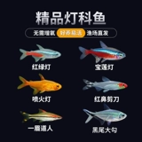 Тропическая декоративная рыба пресноводная рыба живая рыба золотая рыба маленькая лотос защелкнув красные и зеленые светильники павлин рыба рыба рыба