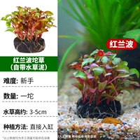 Red Bo xiaoyu [поставляется с водой и травяной грязью]