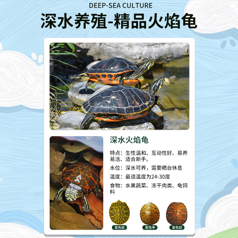 养龟新手必看!中华草龟 vs 火焰龟:谁才是你的萌宠首选?🔥🐢-龟-淘宝好物网