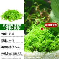 Маленькая жемчужная маленькая куколка на земле [поставляется с водой и грязью травы]