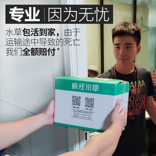 Рыбанка аквариума водные травы растительные ландшафтные блюда еда настоящая рыба