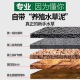 Рыба аквариума водные трава растит настоящая трава живая тело, кислород, негативная пресноводная трава новичка ленивая вода баньянская ландшафтная ландшафт