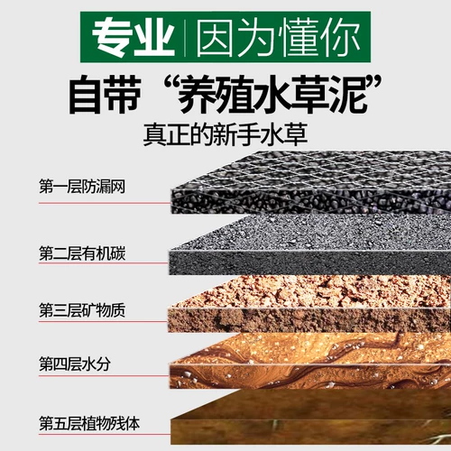 Рыба аквариума водные трава растит настоящая трава живая тело, кислород, негативная пресноводная трава новичка ленивая вода баньянская ландшафтная ландшафт