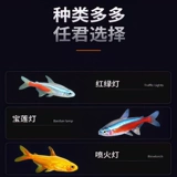 Тропическая декоративная рыба пресноводная рыба живая рыба золотая рыба маленькая лотос защелкнув красные и зеленые светильники павлин рыба рыба рыба