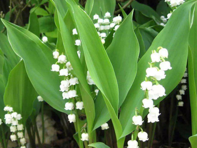 鈴蘭花很好養 用這一招葉子翠綠花漂亮 淘寶海外