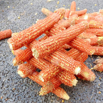 Corn cobs wrapped with grain cores Kindergarten handmade materials decorated pet teething sticks selected clean and naturally sun-dried