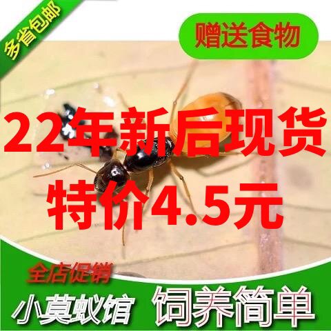 Small Moant Colony Black Gold Turkish Bow Back Ant's new post-pet Ant Living 2022