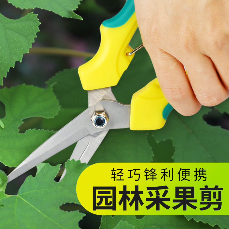 Specialized scissors for fruit cutting fruit fruit cutting fruit fruit fruit fruit gardening shear for home trim cutting