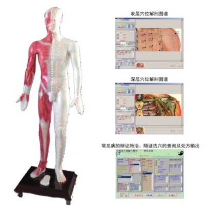 多媒体学位发光人体模型JAW-170E  产地上海现货