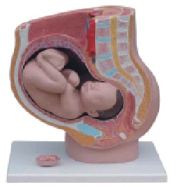 骨盆妊娠九个月胎儿模型YR-32009