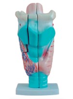 喉头解剖模型喉解剖模型甲状腺解剖模型