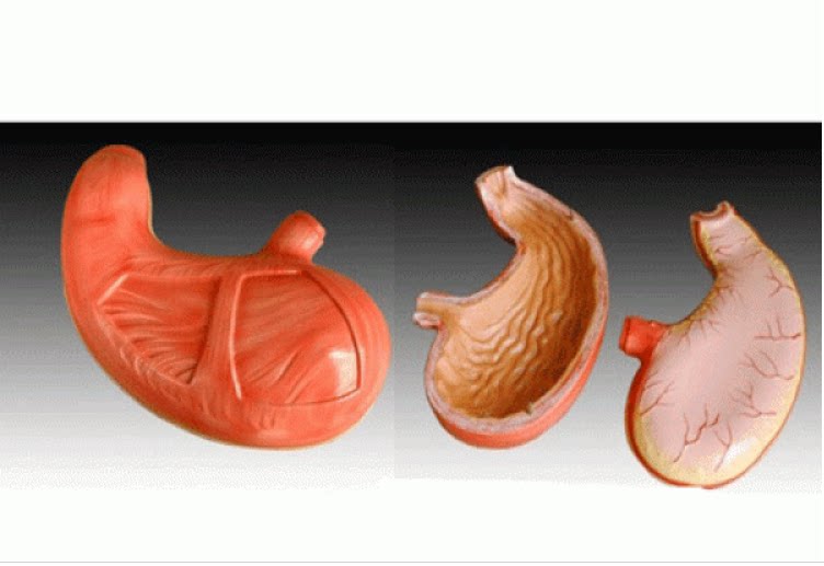胃模型hanghai Chinon High Quality Stomach Anatomical Model