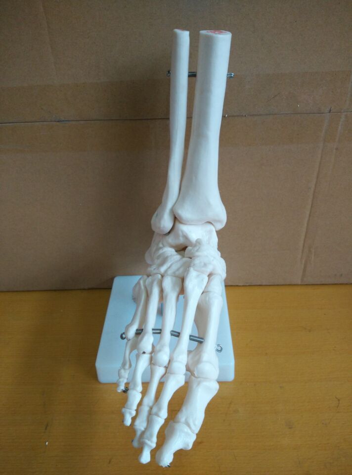 自然大脚关节模型脚部骨骼模型