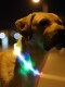 Dog Luminous Collar, Colorful Led Collar for Large, Medium and Small Size Dogss, Night Light, Teddy Golden Retriever, Led Dog Walking Collar, Pet Supplies