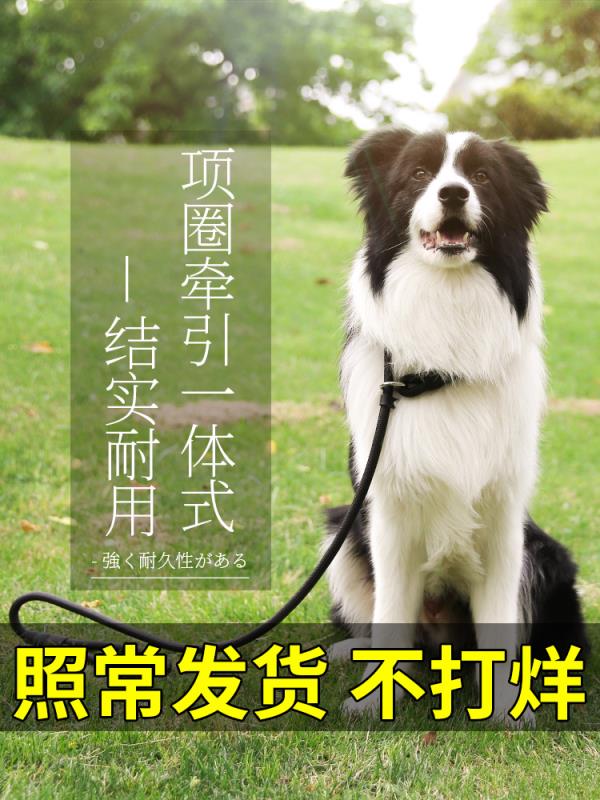 Dogs traction rope Medium large canine dog chain Hashige P Chain 1 6 m Labrador Gold wool Walking Dog Rope