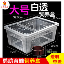 Reptile pet parrot young bird brood feeding box Palace lizard scorpion spider horned frog turtle tank feeding box