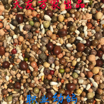 Tianyou ten thousand Home Pigeon Pigeon Professional Racing Pigeon Pair Special Professional Young Pigeon 50 Jin of Jiang Zhejiang and Zhejiang