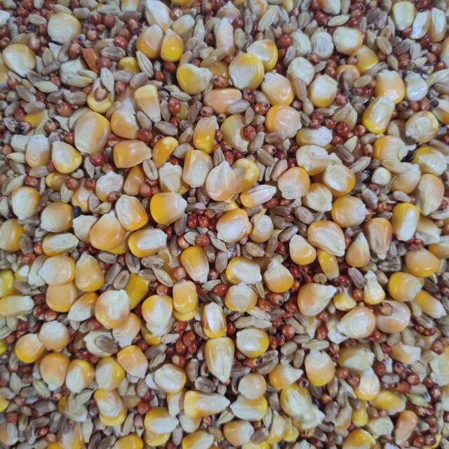 ເມັດພືດ Liangde Yiyou corn-free pea pigeon grain homeing pigeon pigeon grain 50 pounds ສົ່ງຟຣີ