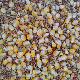ເມັດພືດ Liangde Yiyou corn-free pea pigeon grain homeing pigeon pigeon grain 50 pounds ສົ່ງຟຣີ