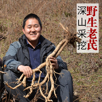 Gansu Province wild astragalus 500g premium Huangqi Chinese herbal medicine Zhengbei Qi astragalus strip whole root farm products