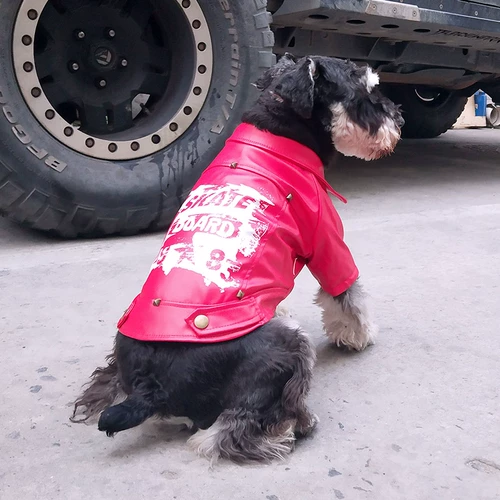 Щенка осенью и зима, Teddy Cornybi Boolo Dog Bulok Burmens Bel Mei Xuenari домашние животные
