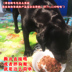 Xiong Wei tự chế thức ăn cho chó con chó con chó thức ăn cho chó tự nhiên thức ăn cho chó 5 kg nạp trấu phổ quát Jin Mao Teddy - Chó Staples mua thức ăn cho chó Chó Staples