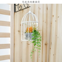 Птичье драконский сочный набор цветок