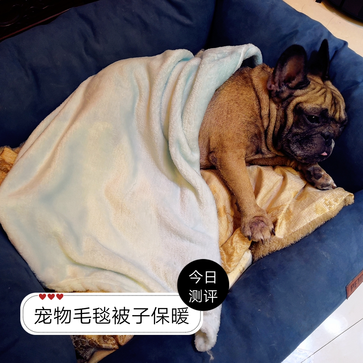 Fardou Infighting Bargokökiri Warm Great Blanket Dog Quilt 70X100cm