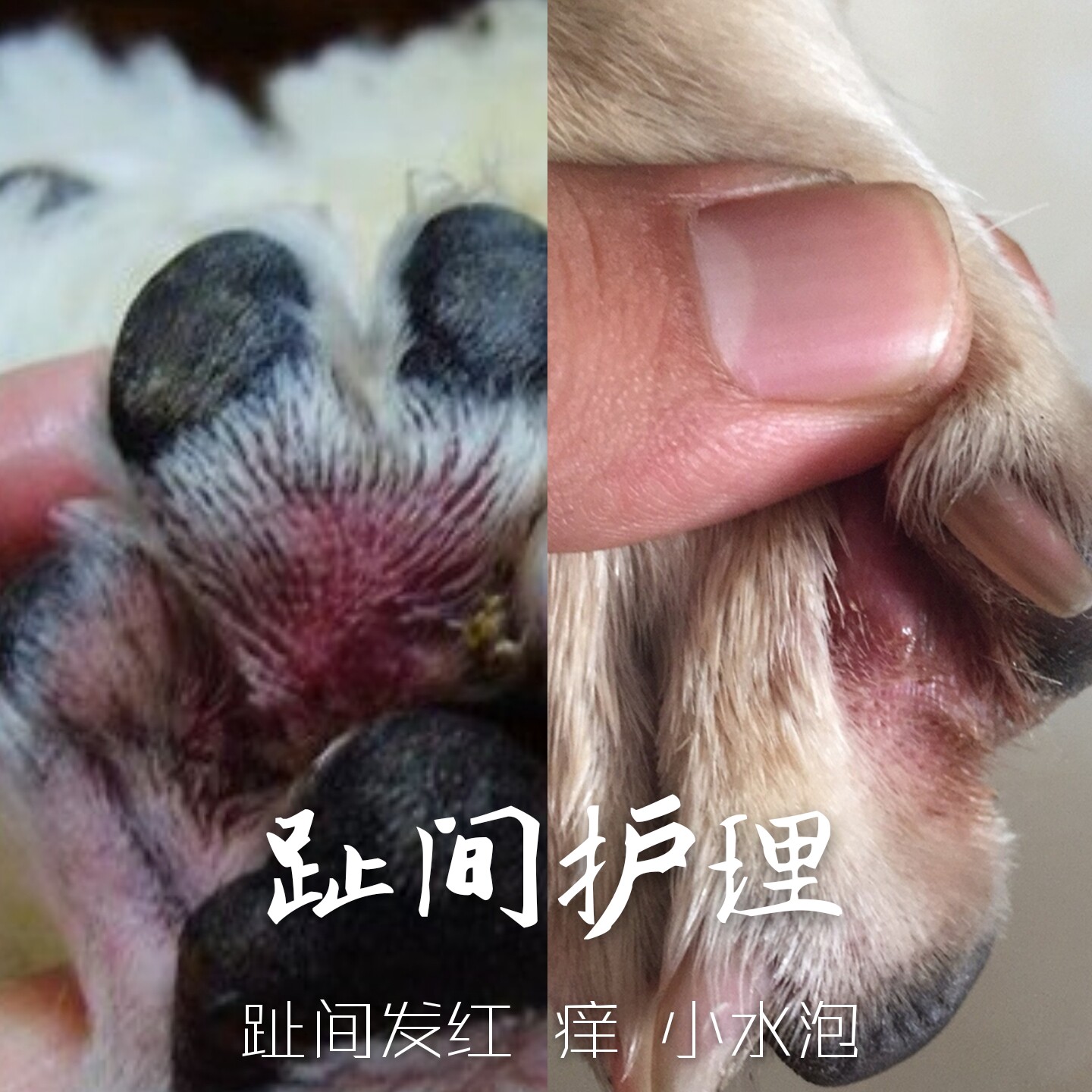 Pooch Pet Beauty Care Fluid Toenatoe Red Toenails Hair Red Care 