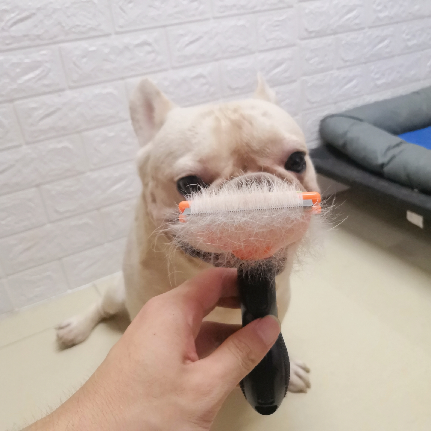 Dog comb pet supplies hair removal artifact Teddy Fadou Keji special English fight bully Chai dog brush comb dog hair