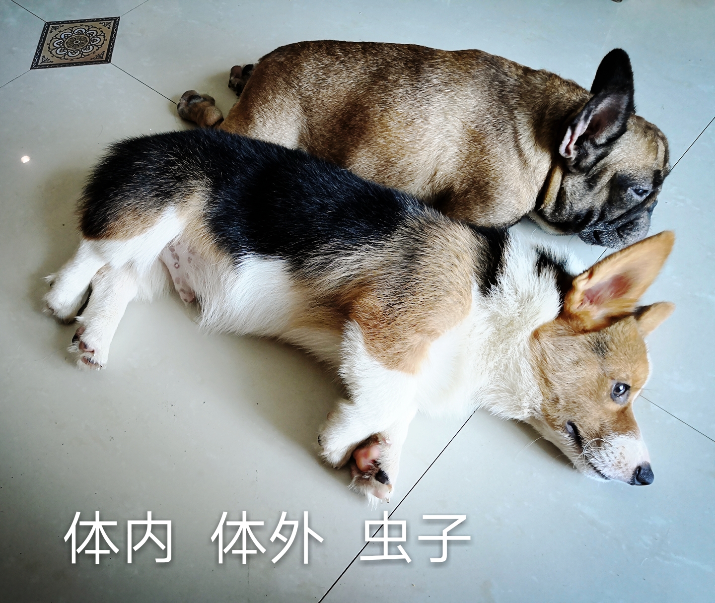 Hens Uncle Pet Pets Bath Milk Fights Infighting Bacon Skin Problems In Vitro Small Bugs