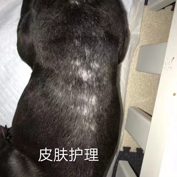 Dog skin body lotion Bath Truffle Skin Care Bald Skin Problem