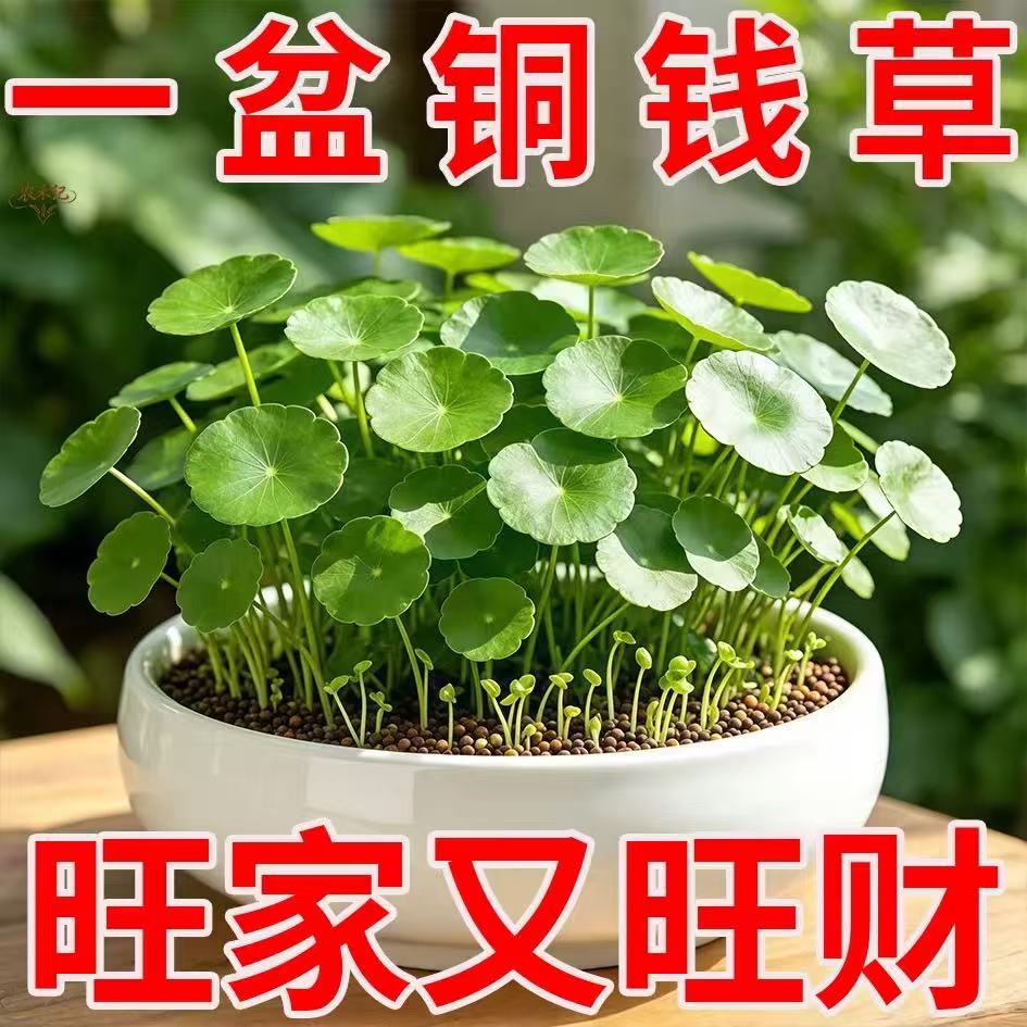 农夫优选种子店