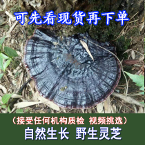  Guangxi pure wild Ganoderma Lucidum Purple Ganoderma Lucidum Black Ganoderma Lucidum Linzhi natural wild Ganoderma lucidum can be sliced and powdered 250g