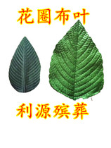 Wreath material Cloth leaf hemp pit leaf Lotus leaf triangle leaf glue stick simulation flower funeral supplies