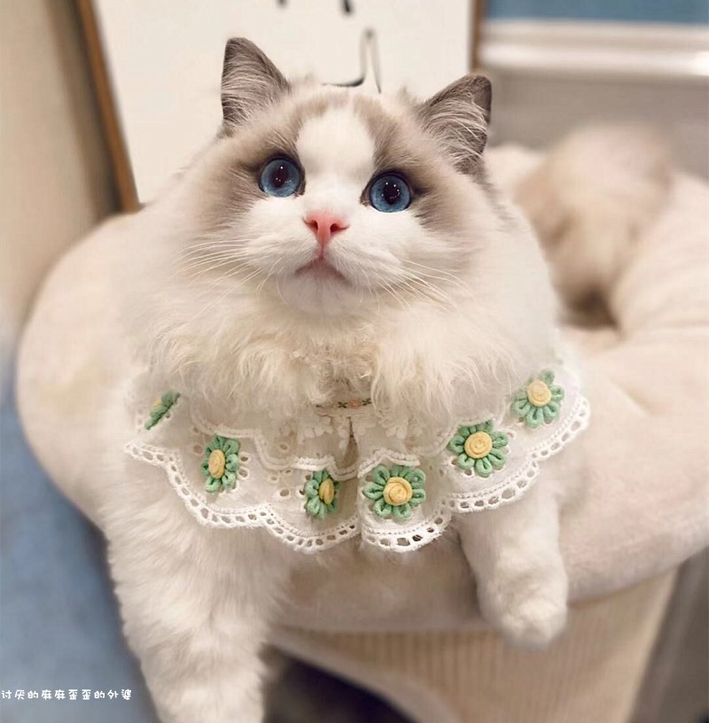 Pet Lace Spat Towel Around Mouth Bell Dog Necklace Dog Necklace Kitty Dog Teddy Neckline Necktie-Taobao