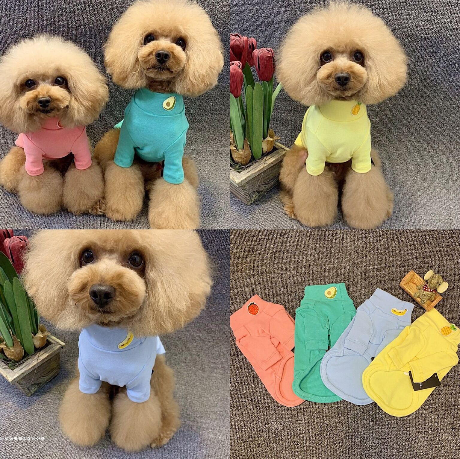 Dog clothes autumn fruit cotton blouse cotton cotton cotton cotton cotton cotton cotton cotton taddy dog taddy