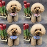 Аксессуар, ожерелье, чокер, колокольчик с бантиком, кружевная галстук-бабочка, слюнявчик, нагрудник, кот, домашний питомец