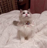 Слюнявчик, нагрудник, аксессуар, чокер с бантиком, галстук-бабочка