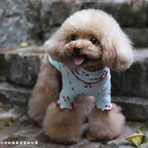 New dog clothes spring and autumn base pet clothes Teddy Bear small and medium-sized dog cat clothes Dog T-shirt