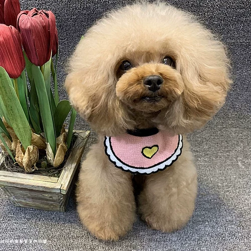 Аксессуар, ожерелье, чокер, колокольчик с бантиком, кружевная галстук-бабочка, слюнявчик, нагрудник, кот, домашний питомец